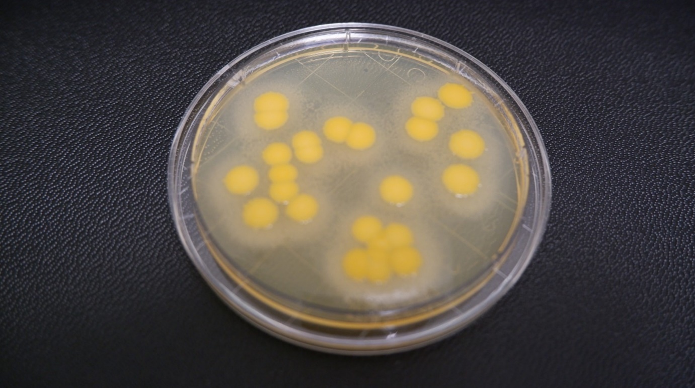 Figure 2b  Incubating plates - staph aureus TSA L + T 5 days